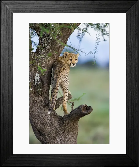 Framed Print : Cheetah cub (Acinonyx jubatus) playing / climbing an Acacia tree near Ndutu Framed Print : Cheetah cub (Acinonyx jubatus) playing / climbing an Acacia tree near Ndutu