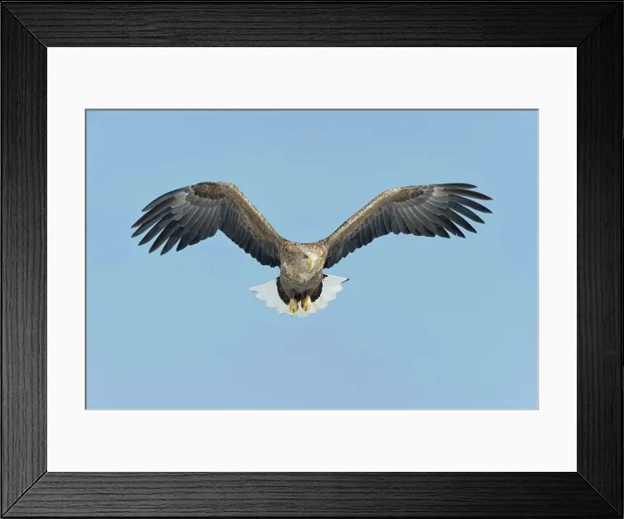 Framed Print : White-Tailed Eagle (Haliaeetus albicilla) flying in the sky Framed Print : White-Tailed Eagle (Haliaeetus albicilla) flying in the sky