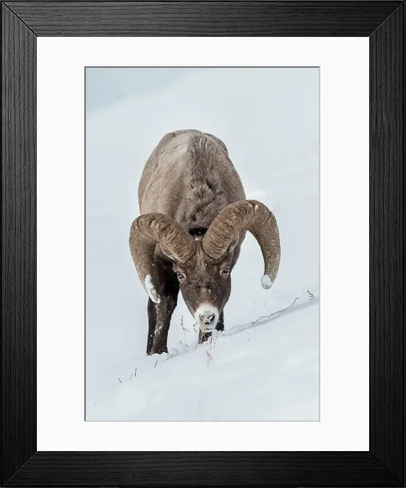 Framed Print : Male (ram) Rocky Mountain Bighorn Sheep (Ovis canadensis canadensis) searching for grazing beneath deep snow