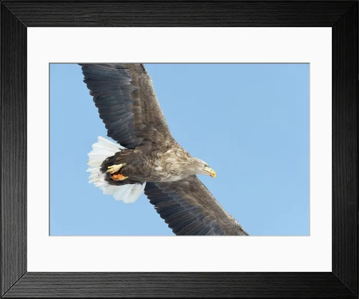 Framed Print : White-Tailed Eagle (Haliaeetus albicilla) flying in the sky Framed Print : White-Tailed Eagle (Haliaeetus albicilla) flying in the sky
