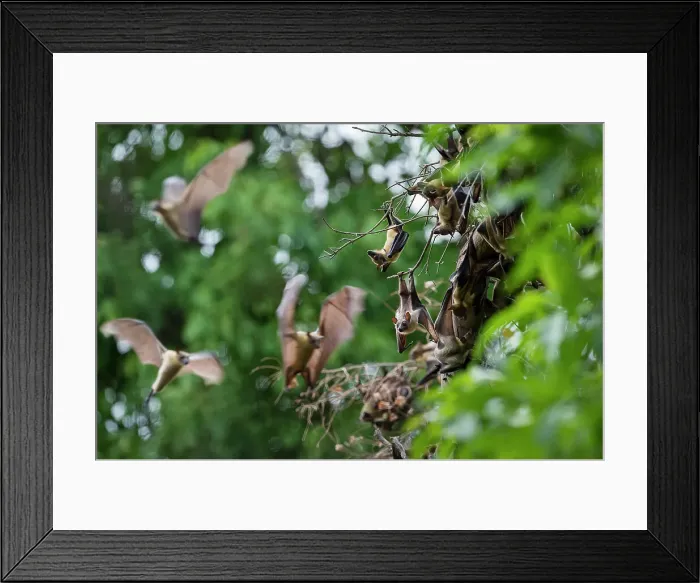 Framed Print : Straw-coloured Fruit Bats (Eidolon helvum) at their daytime roosts in Mushitu or ever-green swamp forest Framed Print : Straw-coloured Fruit Bats (Eidolon helvum) at their daytime roosts in Mushitu or ever-green swamp forest