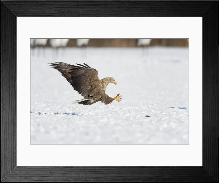 Framed Print : White-Tailed Eagle (Haliaeetus albicilla) attacking on a fish Framed Print : White-Tailed Eagle (Haliaeetus albicilla) attacking on a fish