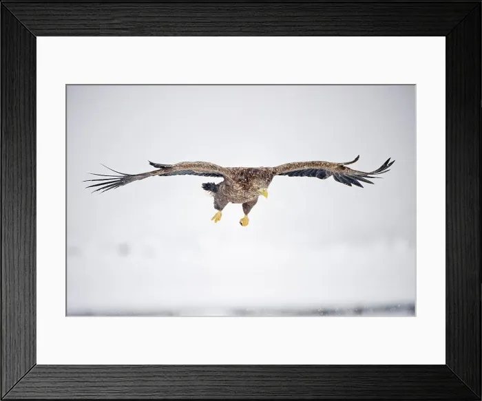 Framed Print : White-Tailed Eagle (Haliaeetus albicilla) flying