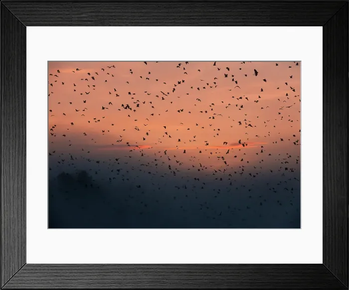 Framed Print : Straw-coloured Fruit Bats (Eidolon helvum) returning to their daytime roost at dawn Framed Print : Straw-coloured Fruit Bats (Eidolon helvum) returning to their daytime roost at dawn