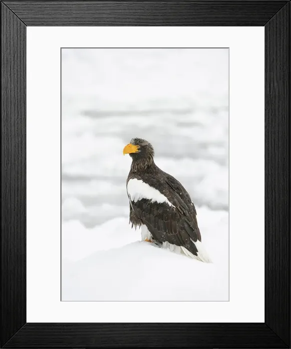 Framed Print : Steller's Sea Eagle (Haliaeetus pelagicus) in snow Framed Print : Steller's Sea Eagle (Haliaeetus pelagicus) in snow
