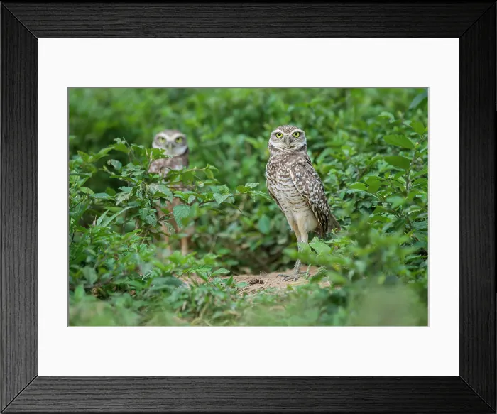 Framed Print : Burrowing Owls (Athene cunicularia) outside burrow Framed Print : Burrowing Owls (Athene cunicularia) outside burrow