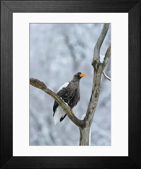 Framed Print : Steller's Sea Eagle (Haliaeetus pelagicus) perching on a tree branch Framed Print : Steller's Sea Eagle (Haliaeetus pelagicus) perching on a tree branch