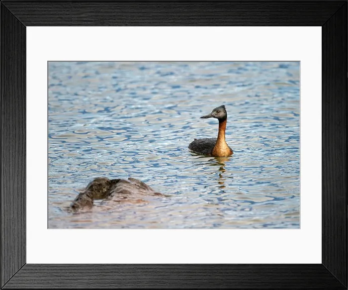 Framed Print : Male Southern Great Grebe (Podiceps major) on freshwater lake
