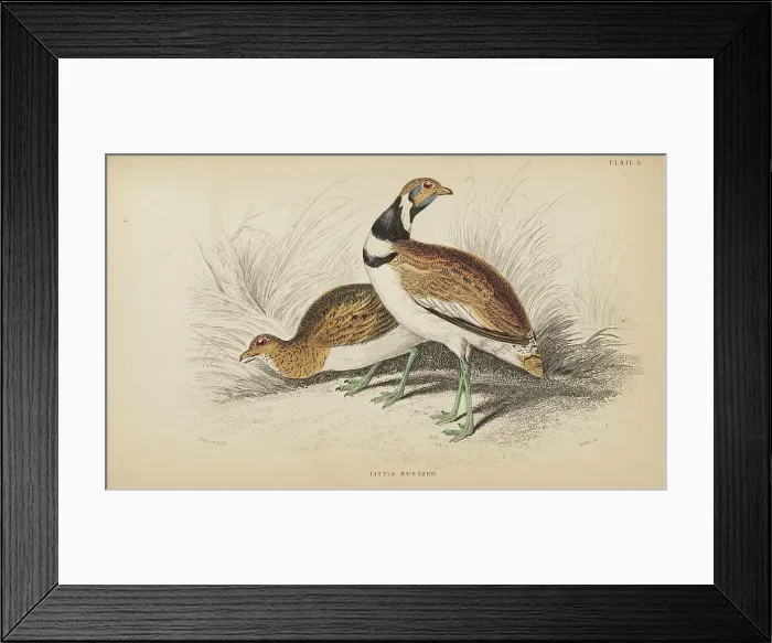 Framed Print : 1835 Antique Art Biology Bird Birds Classification