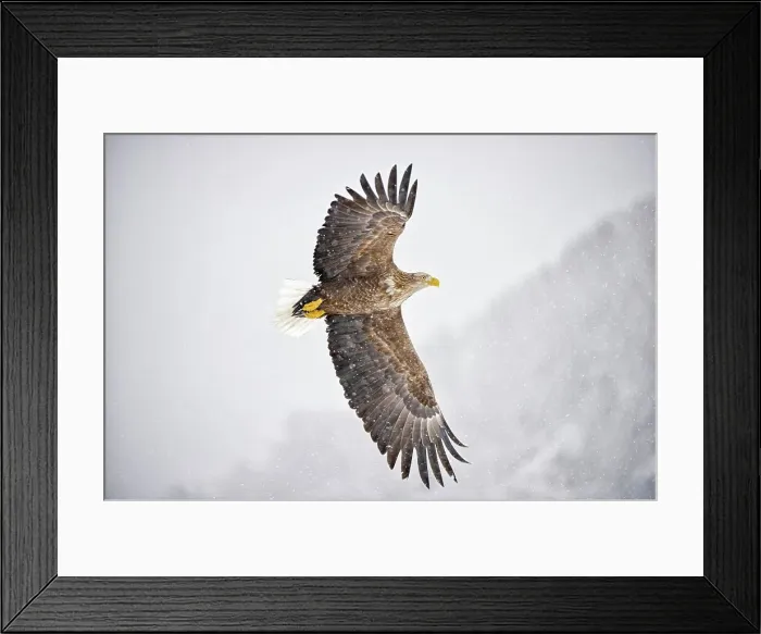 Framed Print : White-Tailed Eagle (Haliaeetus albicilla) flying Framed Print : White-Tailed Eagle (Haliaeetus albicilla) flying