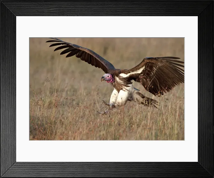 Framed Print : Lappet-faced Vulture or Nubian Vulture (Torgos tracheliotos) landing