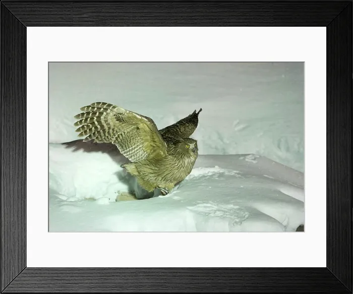 Framed Print : Blakiston's Fish Owl (Bubo blakistoni) in snow Framed Print : Blakiston's Fish Owl (Bubo blakistoni) in snow