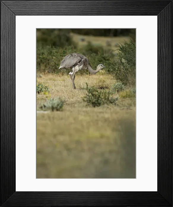Framed Print : Darwin's or Lesser Rhea (Ptercnemia pennata)