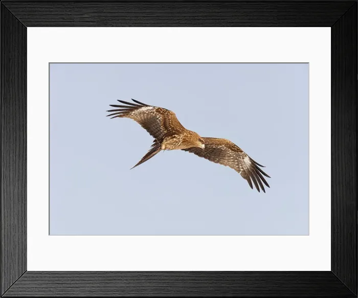 Framed Print : Low angle view of a Black Kite (Milvus migrans) flying Framed Print : Low angle view of a Black Kite (Milvus migrans) flying