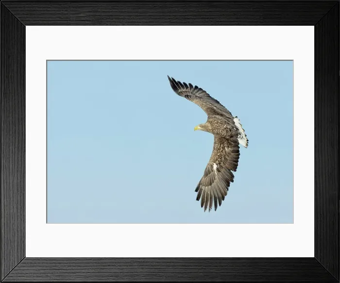 Framed Print : White-Tailed Eagle (Haliaeetus albicilla) flying in the sky Framed Print : White-Tailed Eagle (Haliaeetus albicilla) flying in the sky