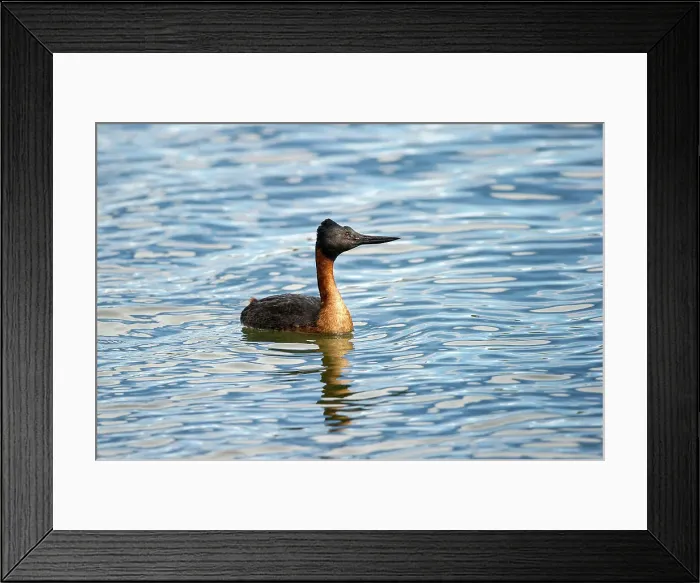 Framed Print : Male Southern Great Grebe (Podiceps major) on freshwater lake Framed Print : Male Southern Great Grebe (Podiceps major) on freshwater lake
