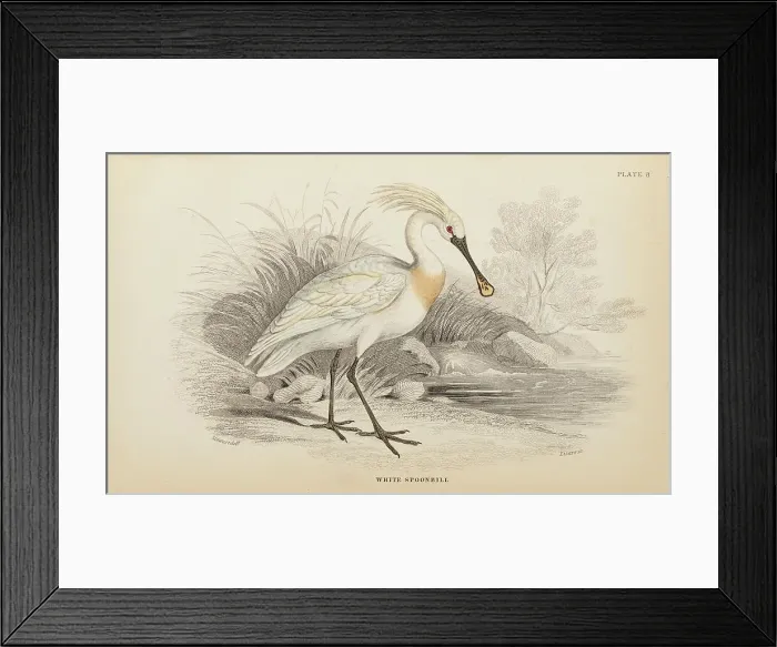 Framed Print : 1835 Antique Art Biology Bird Birds Classification