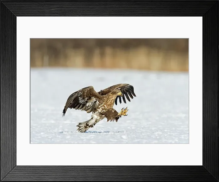 Framed Print : White-Tailed Eagle (Haliaeetus albicilla) attacking on a fish