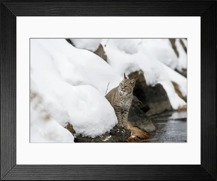Framed Print : North American Bobcat (Lynx rufus) on the edge of the Madison River Framed Print : North American Bobcat (Lynx rufus) on the edge of the Madison River