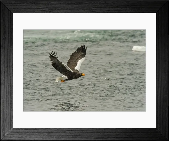 Framed Print : Steller's Sea Eagle (Haliaeetus pelagicus) landing on water
