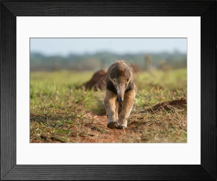 Framed Print : Adult Giant Anteater (Myrmecophaga tridactyla) (sometimes called Giant Ant Bear) foraging