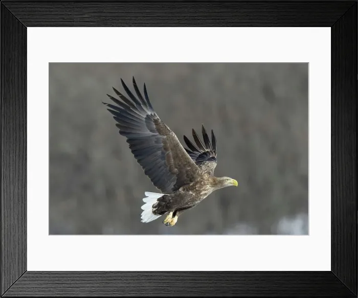 Framed Print : White-Tailed Eagle (Haliaeetus albicilla) flying Framed Print : White-Tailed Eagle (Haliaeetus albicilla) flying