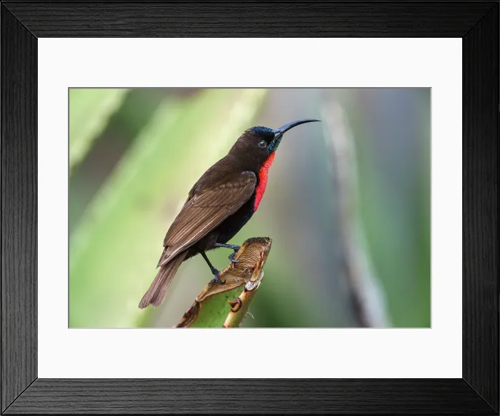 Framed Print : Male Scarlet-chested Sunbird (Chalcomitra senegalensis) perched on Aloe flower Framed Print : Male Scarlet-chested Sunbird (Chalcomitra senegalensis) perched on Aloe flower