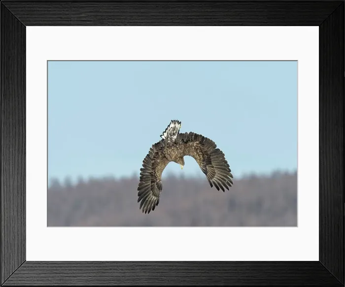 Framed Print : White-Tailed Eagle (Haliaeetus albicilla) flying Framed Print : White-Tailed Eagle (Haliaeetus albicilla) flying