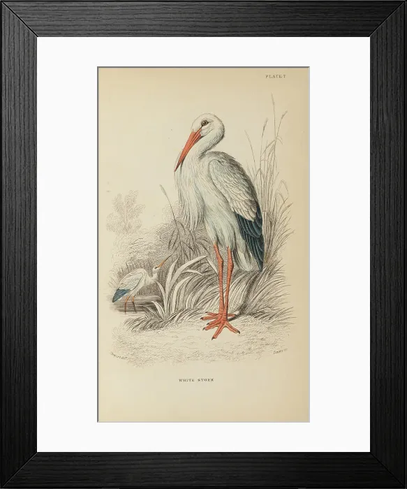Framed Print : 1835 Antique Art Biology Bird Birds Classification Framed Print : 1835 Antique Art Biology Bird Birds Classification