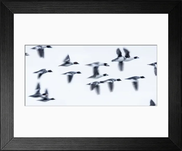 Framed Print : A flock of Common Goldeneyes (Bucephala clangula) fflying along the Upper Yellowstone River