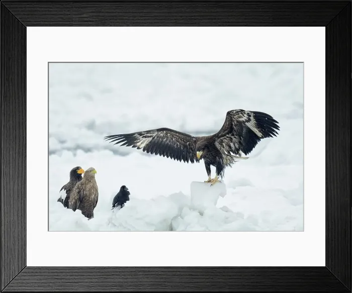 Framed Print : Four White-Tailed Eagle (Haliaeetus albicilla) in snow Framed Print : Four White-Tailed Eagle (Haliaeetus albicilla) in snow