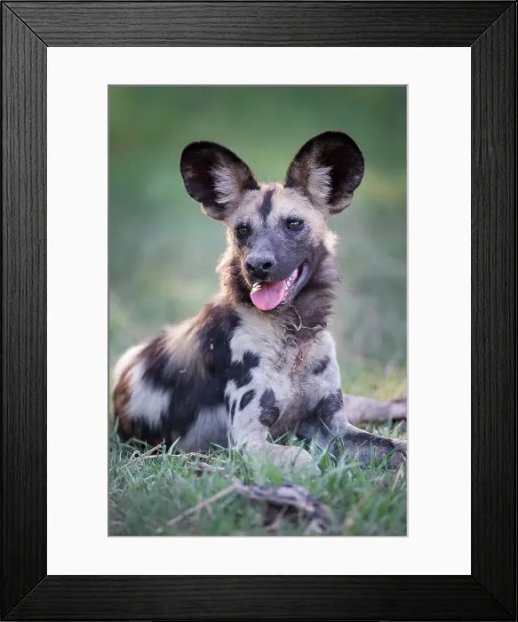 Framed Print : Painted Hunting Dog pup (Lycaon pictus) Framed Print : Painted Hunting Dog pup (Lycaon pictus)