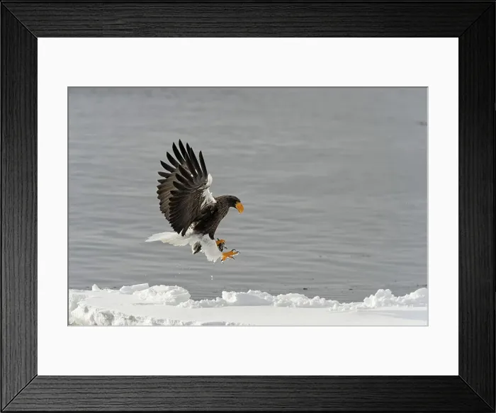 Framed Print : Steller's Sea Eagle (Haliaeetus pelagicus) landing on snow