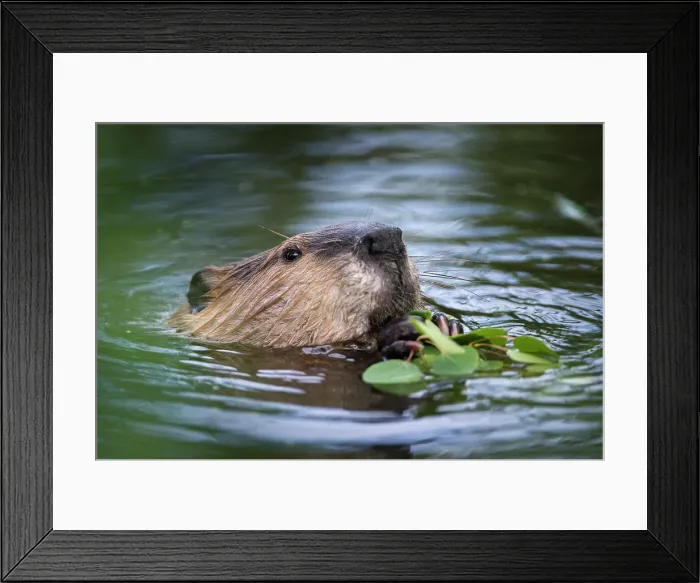 Framed Print : North American Beaver (Castor canadensis) feeding on Aspen twigs at the edge of a pond Framed Print : North American Beaver (Castor canadensis) feeding on Aspen twigs at the edge of a pond