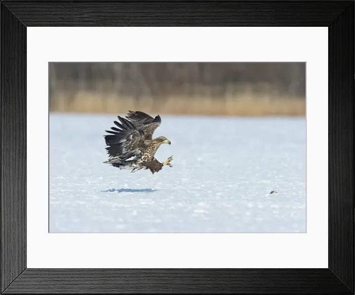 Framed Print : White-Tailed Eagle (Haliaeetus albicilla) attacking on a fish