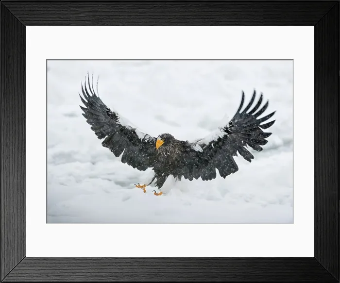 Framed Print : Steller's Sea Eagle (Haliaeetus pelagicus) landing on snow Framed Print : Steller's Sea Eagle (Haliaeetus pelagicus) landing on snow