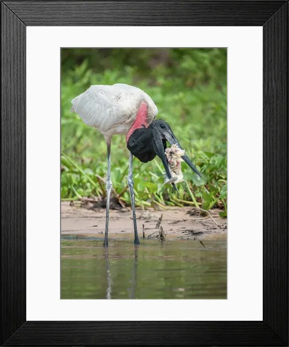 Framed Print : Jabiru Stork (Jabiru mycteria) catching a fish (Pacu) on the edge of the Paraguay River Framed Print : Jabiru Stork (Jabiru mycteria) catching a fish (Pacu) on the edge of the Paraguay River