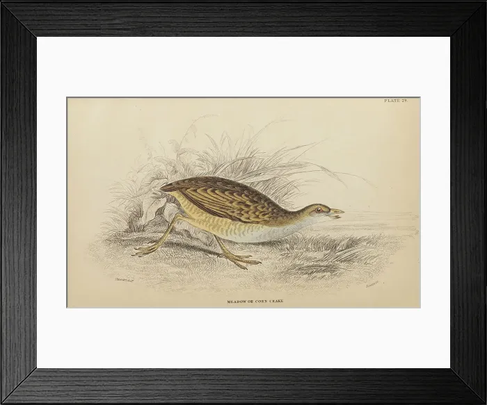 Framed Print : 1835 Antique Art Biology Bird Birds Classification Framed Print : 1835 Antique Art Biology Bird Birds Classification