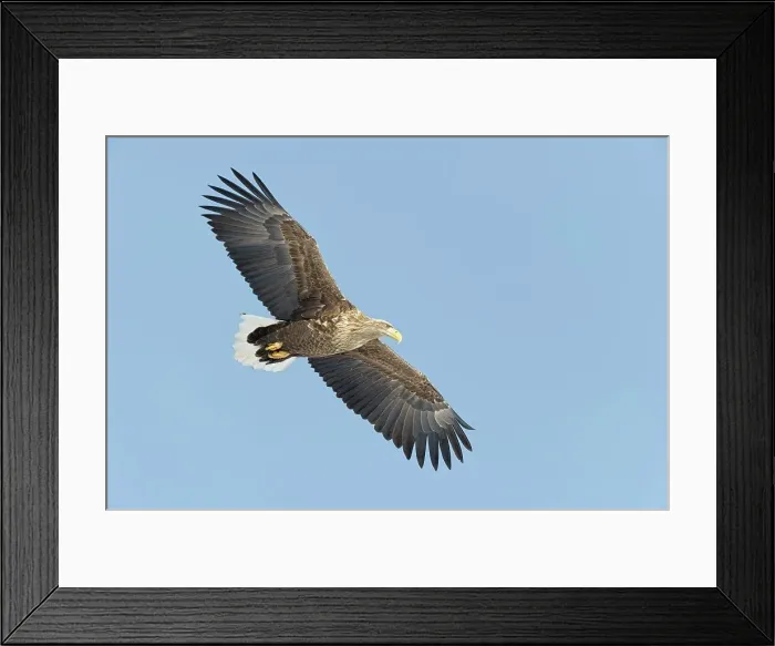 Framed Print : White-Tailed Eagle (Haliaeetus albicilla) flying in the sky Framed Print : White-Tailed Eagle (Haliaeetus albicilla) flying in the sky