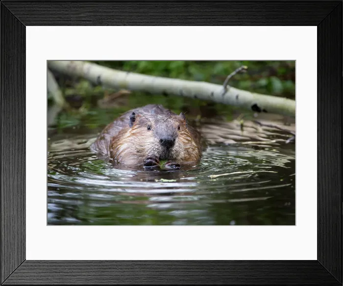 Framed Print : North American Beaver (Castor canadensis) feeding on Aspen twigs at the edge of a pond