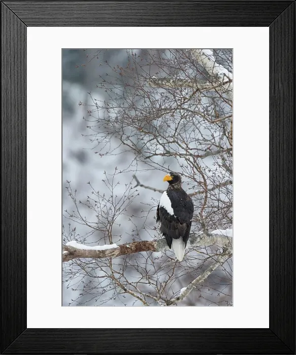 Framed Print : Steller's Sea Eagle (Haliaeetus pelagicus) perching on a tree branch