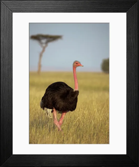 Framed Print : Male Ostrich or Common Ostrich (Struthio camelus) in tall grassland Framed Print : Male Ostrich or Common Ostrich (Struthio camelus) in tall grassland