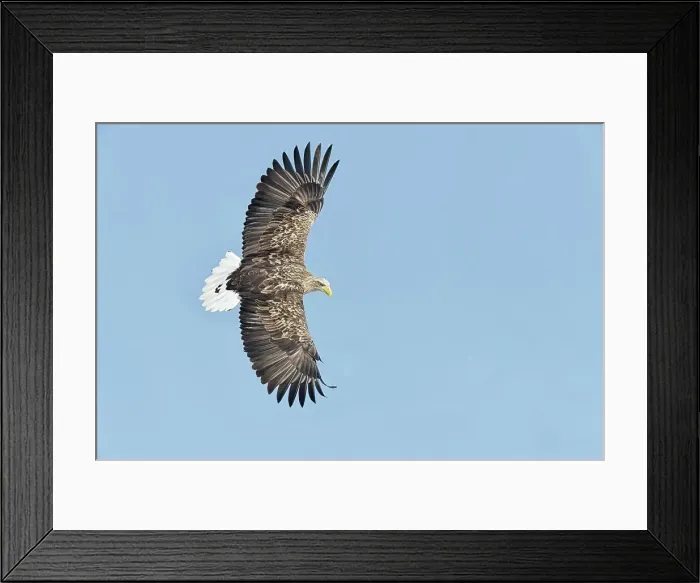 Framed Print : White-Tailed Eagle (Haliaeetus albicilla) flying in the sky Framed Print : White-Tailed Eagle (Haliaeetus albicilla) flying in the sky