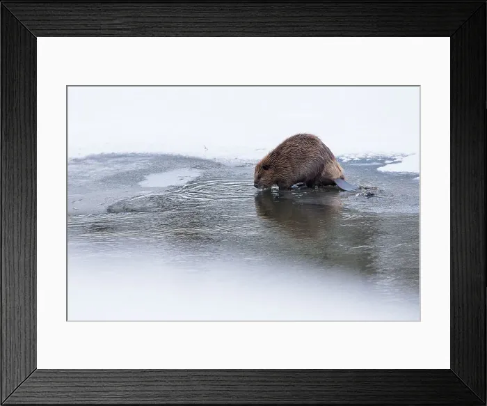 Framed Print : North American Beaver (Castor canadensis) feeding on frozen edge of Upper Yellowstone River Framed Print : North American Beaver (Castor canadensis) feeding on frozen edge of Upper Yellowstone River