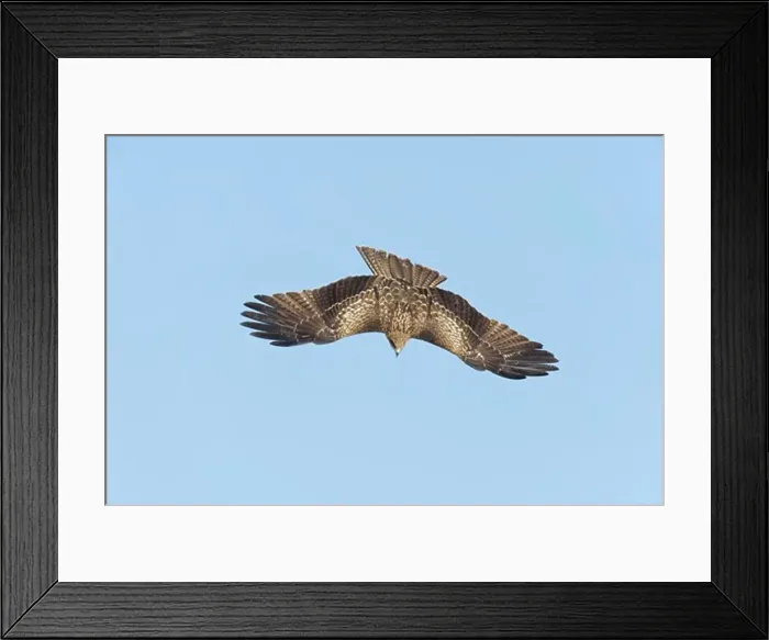 Framed Print : Low angle view of a Black Kite (Milvus migrans) flying, Hokkaido, Japan Framed Print : Low angle view of a Black Kite (Milvus migrans) flying, Hokkaido, Japan