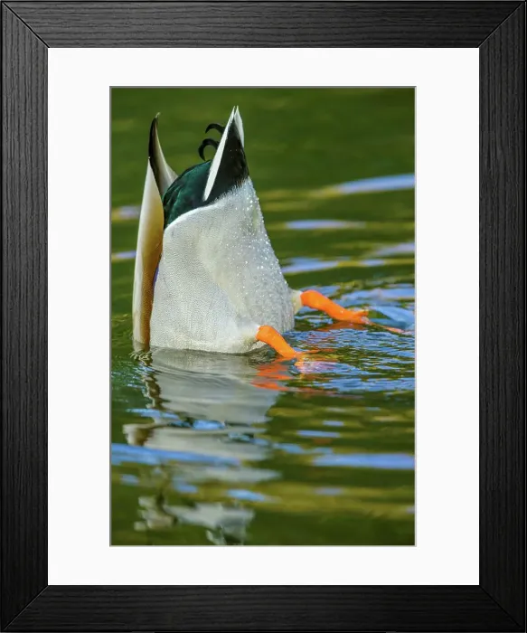 Framed Print : Canada, British Columbia, Vancouver Island Framed Print : Canada, British Columbia, Vancouver Island