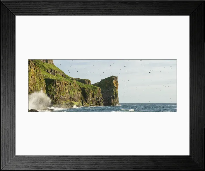 Framed Print : Large numbers of Atlantic Puffins (Fratercula arctica) and other sea birds flying too and from cliff top breeding sites