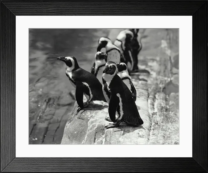 Framed Print : 20th Century Archival Archive B&W Black And White Framed Print : 20th Century Archival Archive B&W Black And White