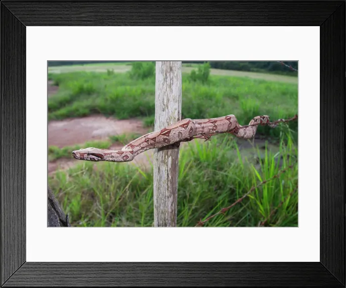 Framed Print : Juvenile Colombian Red-tailed Boa Constrictor (Boa constrictor constrictor) moving along a barbed wire fence Framed Print : Juvenile Colombian Red-tailed Boa Constrictor (Boa constrictor constrictor) moving along a barbed wire fence