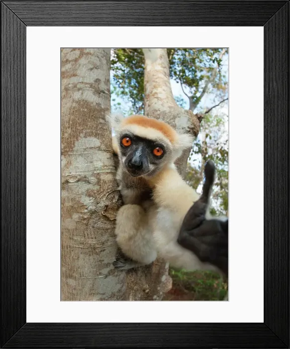 Framed Print : Madagascar, Daraina, Andranotsimaty Framed Print : Madagascar, Daraina, Andranotsimaty
